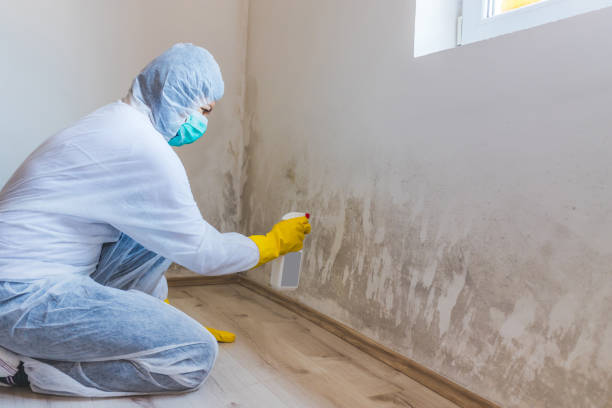 Black mold inspection in Blue Point